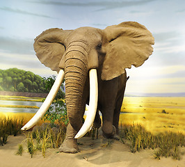 Image showing  African Elephant