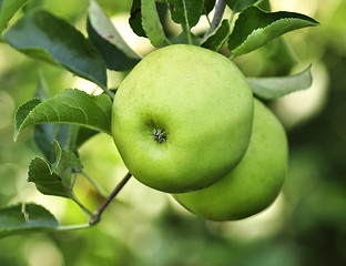 Image showing green apples