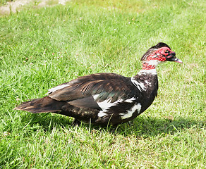 Image showing  muscovy duck 