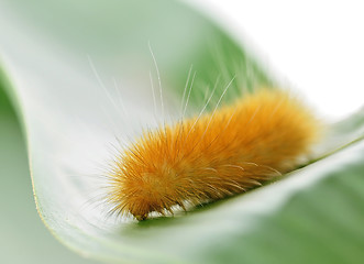 Image showing  yellow caterpillar 