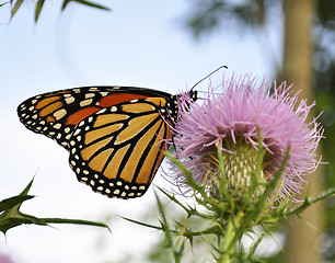 Image showing Monarch Butterfly