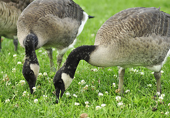 Image showing Feeding Family 