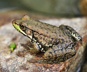 Image showing frog