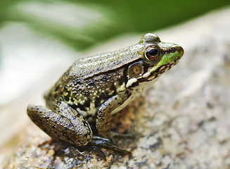 Image showing frog