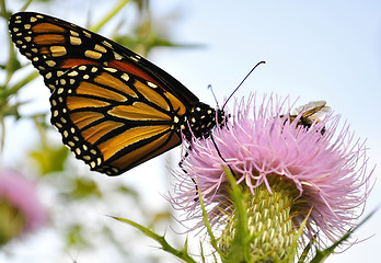 Image showing Monarch Butterfly