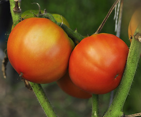 Image showing tomatoes