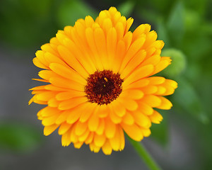 Image showing calendula 