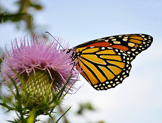 Image showing Monarch Butterfly