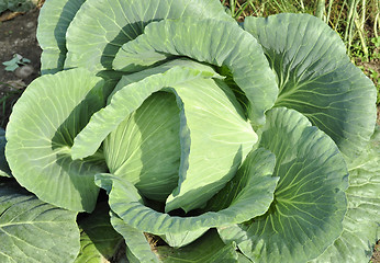 Image showing  cabbage head 