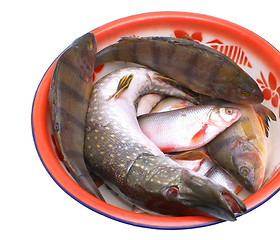 Image showing Freshwater fish.