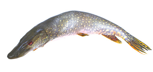 Image showing Pike fish.