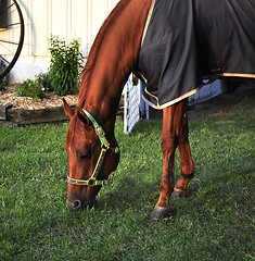 Image showing horse 