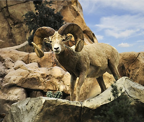 Image showing Desert Bighorn Sheep 