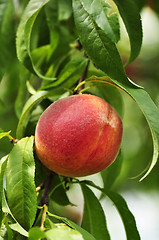 Image showing peach