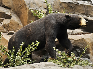 Image showing Black bear