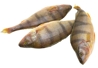 Image showing Perch.