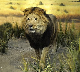 Image showing stuffed lion 