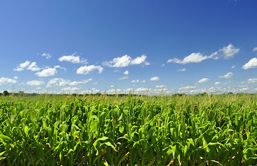 Image showing corn field