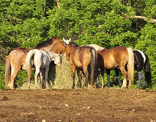 Image showing horses feeding on a farm