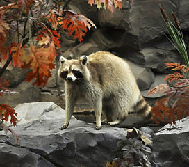 Image showing raccoon