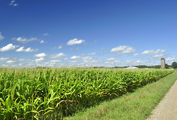 Image showing corn field