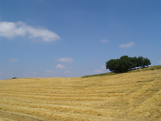 Image showing harvest summer