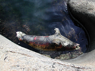 Image showing Dead seal