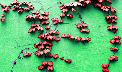 Image showing Vine growing on a green wall