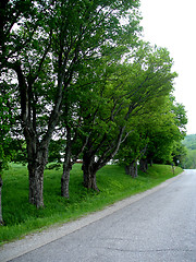 Image showing trees