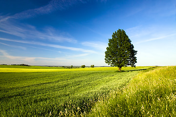 Image showing tree in the agricultural field 