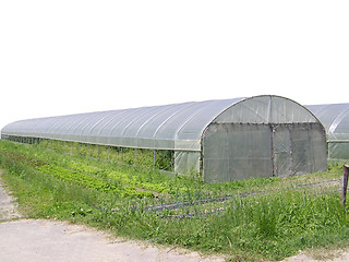 Image showing Greenhouse picture