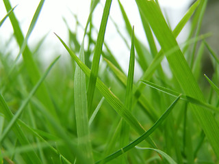 Image showing Grass meadow weed