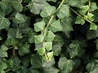 Image showing Ivy picture