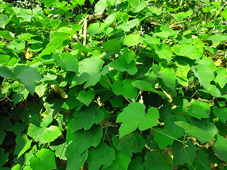 Image showing Foliage