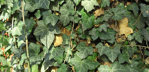 Image showing Ivy picture