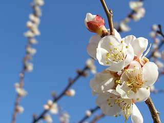 Image showing Fruit tree flowers