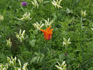 Image showing Tulips