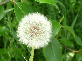 Image showing dandelion