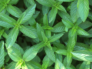 Image showing Peppermint