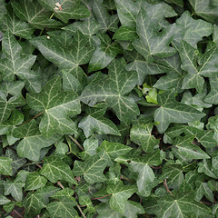 Image showing Ivy picture