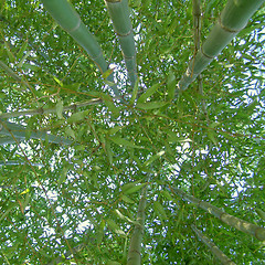 Image showing Bamboo picture