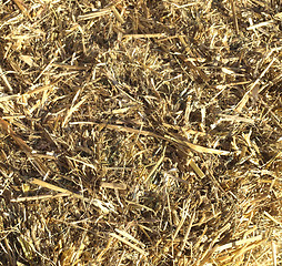 Image showing Straw picture