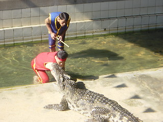 Image showing Crocodile Show