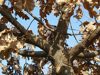 Image showing Oak tree