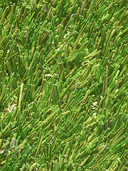 Image showing Artificial grass