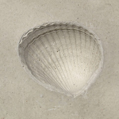 Image showing Shell fossil