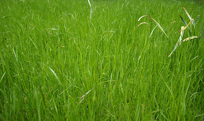 Image showing Grass meadow