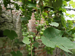 Image showing Grape picture