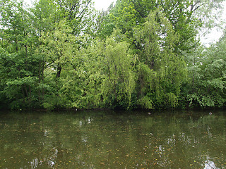Image showing Weeping Willow