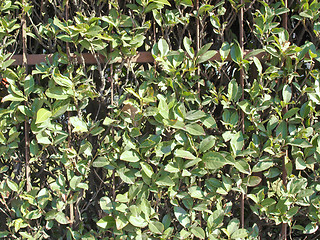 Image showing Hedgerow picture